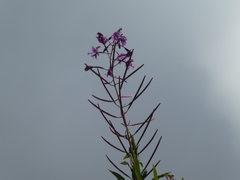 Chamaenerion angustifolium
