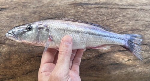 Rhamphochromis esox