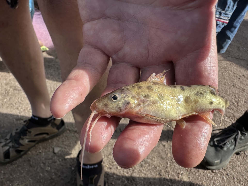 Malawi catfish (Synodontis njassae) — Mochokidae