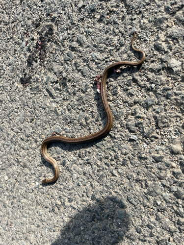 Smooth Snake