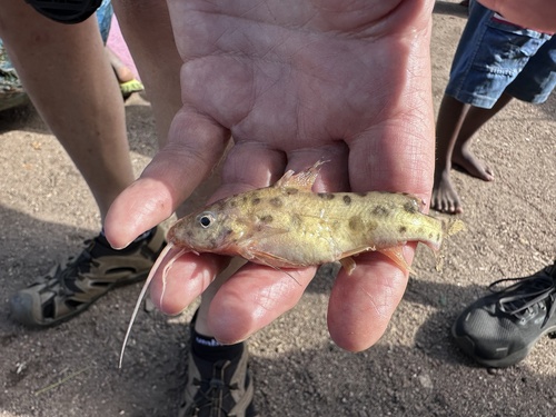 Malawi catfish (Synodontis njassae) — Mochokidae — 3
