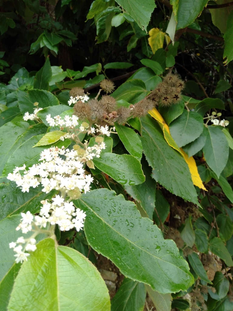 Brown Kurrajong