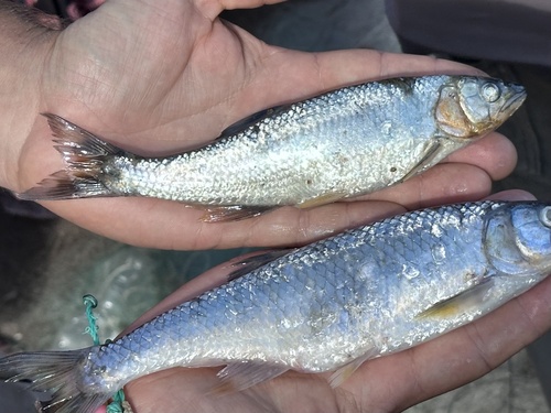 Lake trout (Opsaridium microcephalum) — Cyprinidae