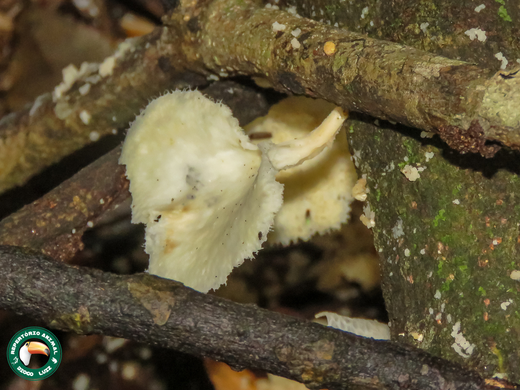 Favolus brasiliensis · April 2025 · photo: © diogoluiz (iNaturalist, cc-by)