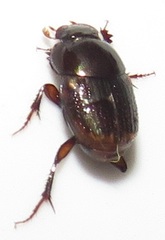 Onthophagus vinctus