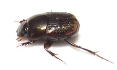 Onthophagus vinctus