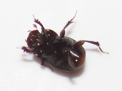 Onthophagus vinctus