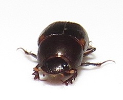 Onthophagus vinctus