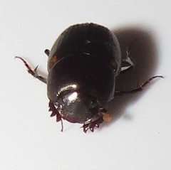 Onthophagus vinctus