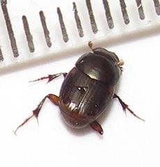 Onthophagus vinctus