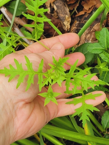 Image of Ellisia nyctelea by no rights reserved