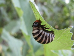 Leptinotarsa behrensi