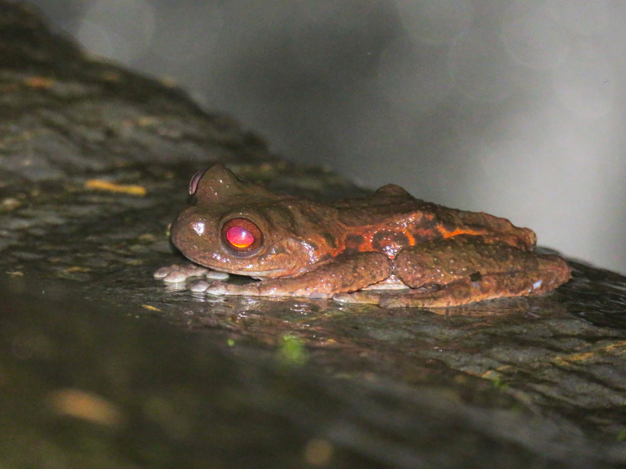 Armed Tree Frog photo 2