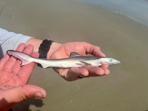 Atlantic Sharpnose Shark (Rhizoprionodon terraenovae) — Carcharhinidae — 3
