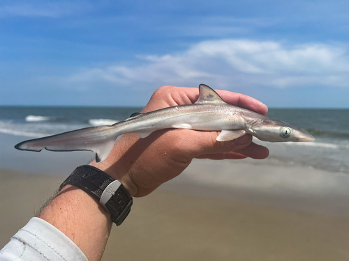 Atlantic Sharpnose Shark, Hilton Head Island, SC, US, photo 10 of 10