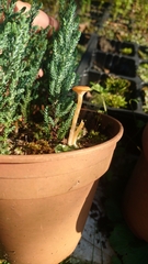 Loreleia marchantiae