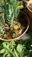 Loreleia marchantiae