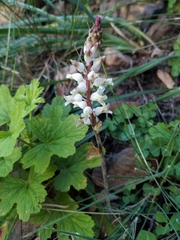 Lachenalia leomontana
