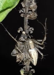 Oxyopes javanus
