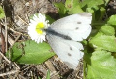 Pieris rapae