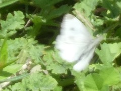 Pieris rapae