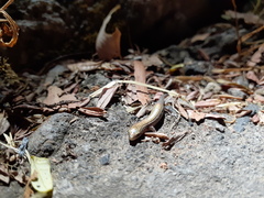 Subdoluseps bowringii