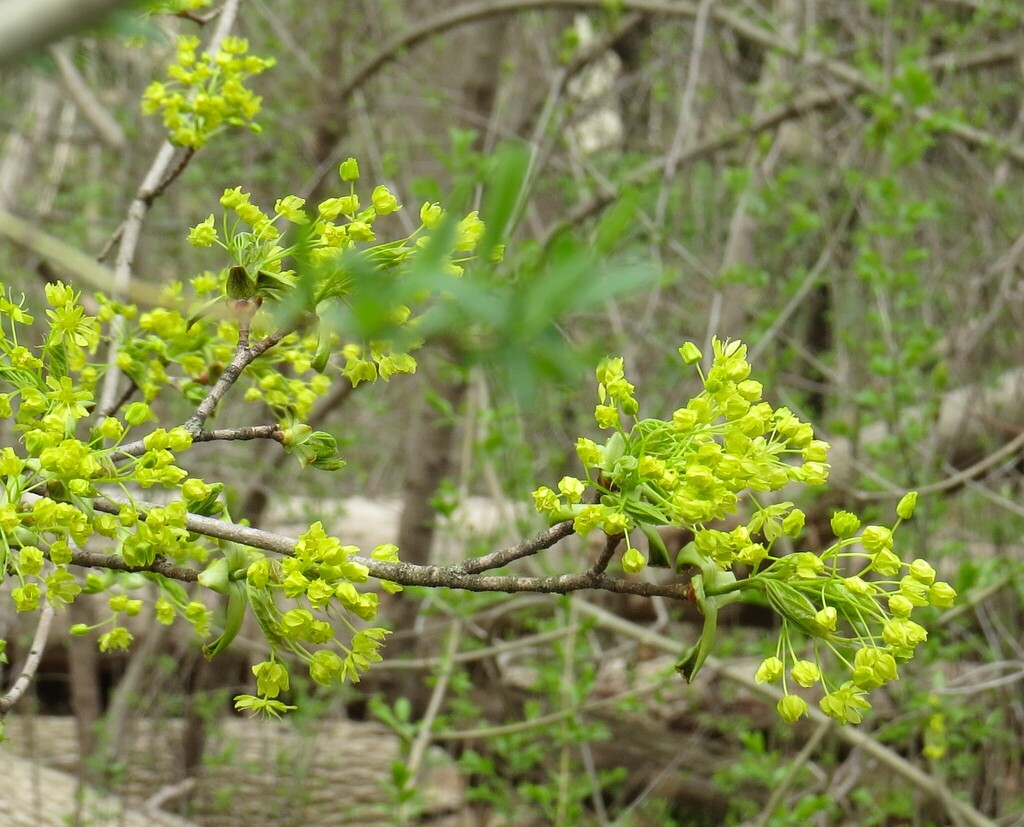 Norway maple from Waterloo, ON, Canada on May 2, 2025 at 01:58 PM by ...