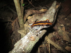 Pulchrana centropeninsularis
