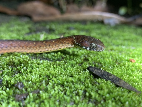 Photo of a Kosempo Keelback (Hebius sauteri)