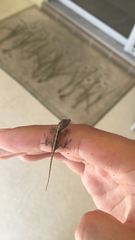 Anolis sagrei