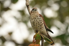 Falco punctatus