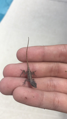 Anolis sagrei