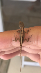 Anolis sagrei