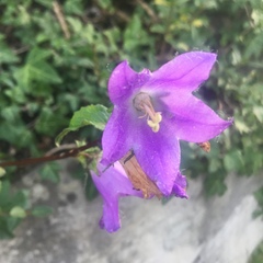 Campanula trachelium