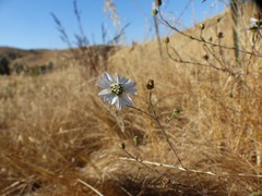 Hemizonia congesta luzulifolia