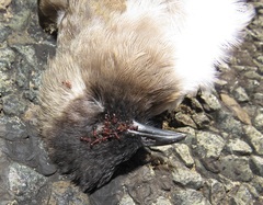 Tetramorium sericeiventre