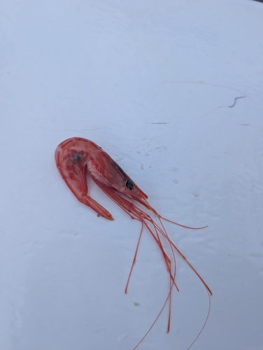 narwal shrimp