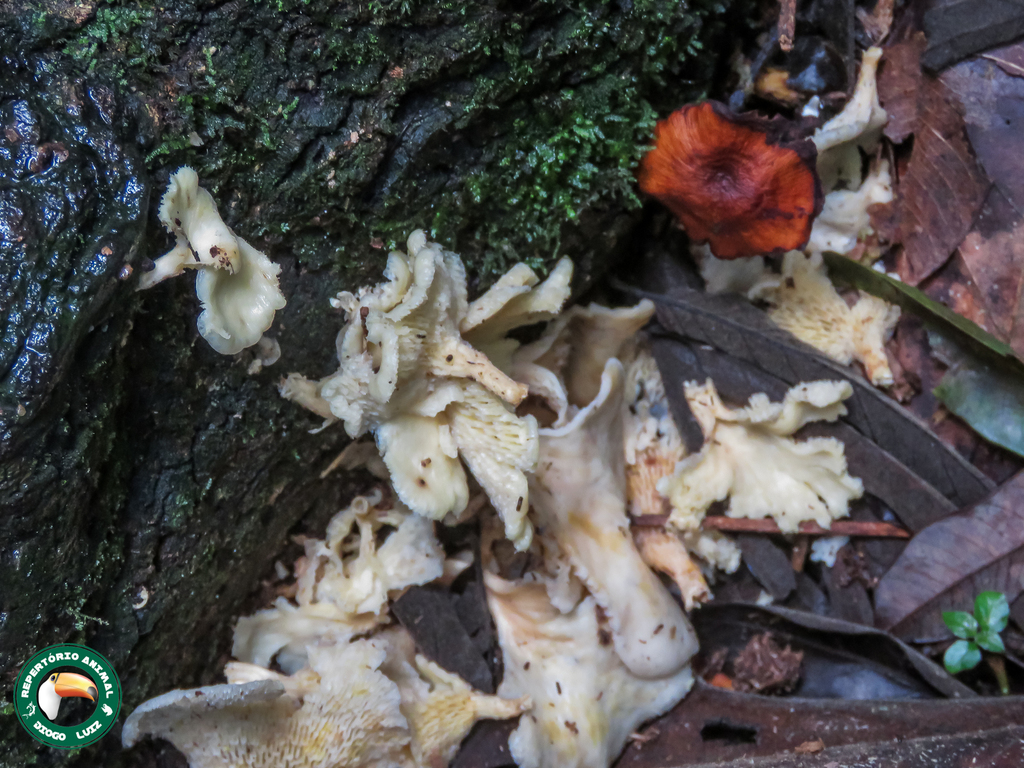 Favolus brasiliensis · April 2025 · photo: © diogoluiz (iNaturalist, cc-by)