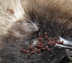 Tetramorium sericeiventre