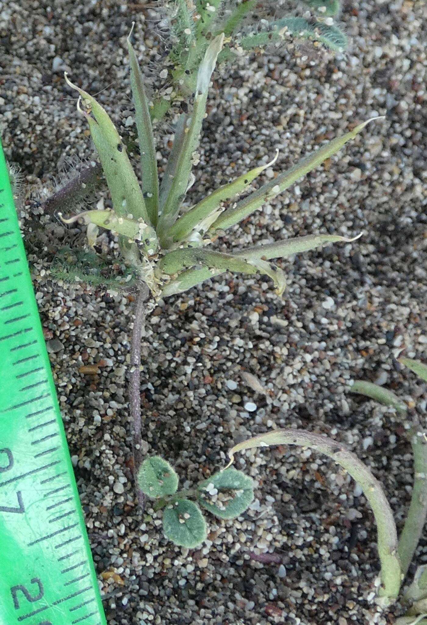Medicago heldreichii