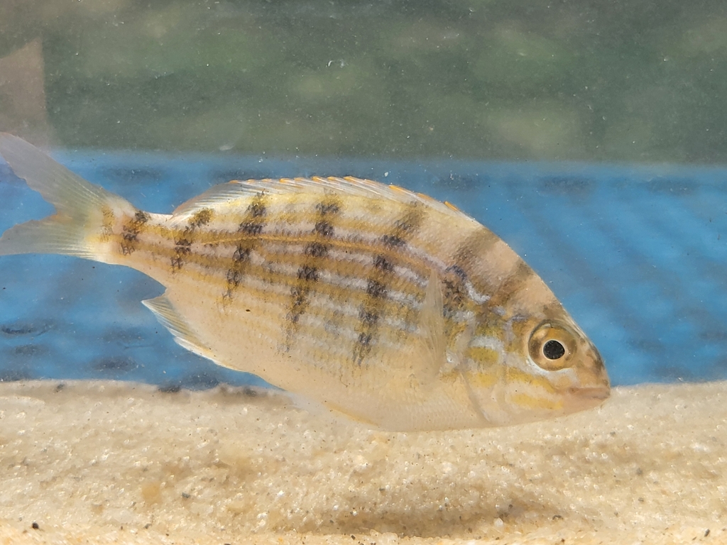 Pinfish (Lagodon rhomboides) - Marine Life Identification