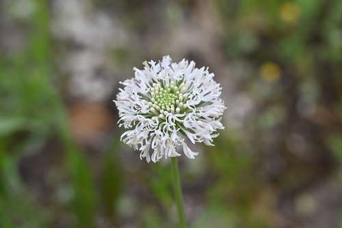 Image of Marshallia caespitosa by no rights reserved