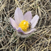 American Pasqueflower - Photo (c) Cody Porter, some rights reserved (CC BY-NC), uploaded by Cody Porter
