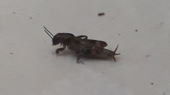 Tridactylidae