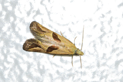 Eugnosta bimaculana