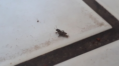 Tridactylidae