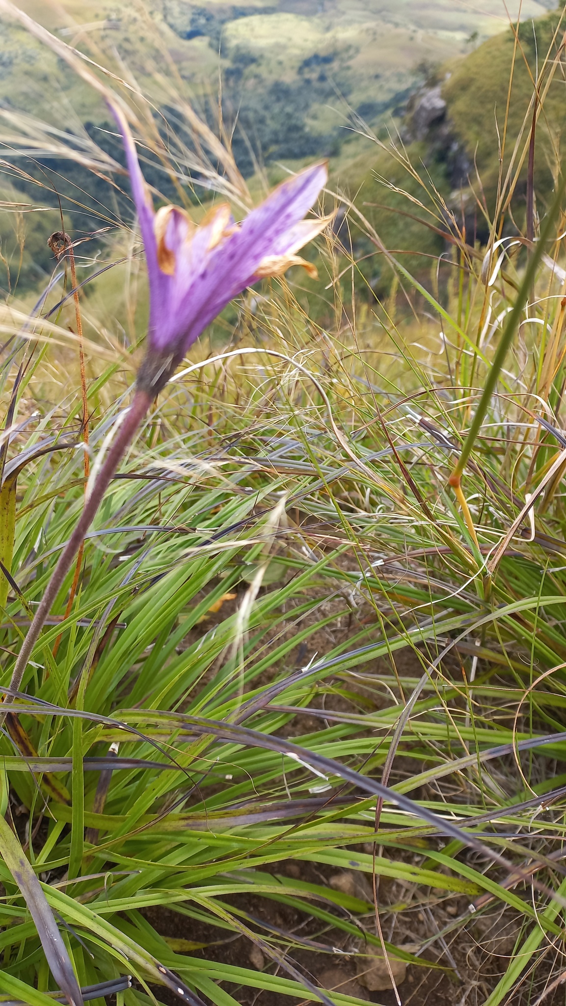 Imagem de Flor-da-ressurreição
