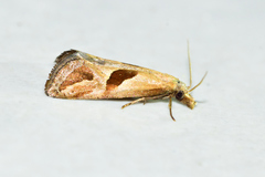 Eugnosta bimaculana