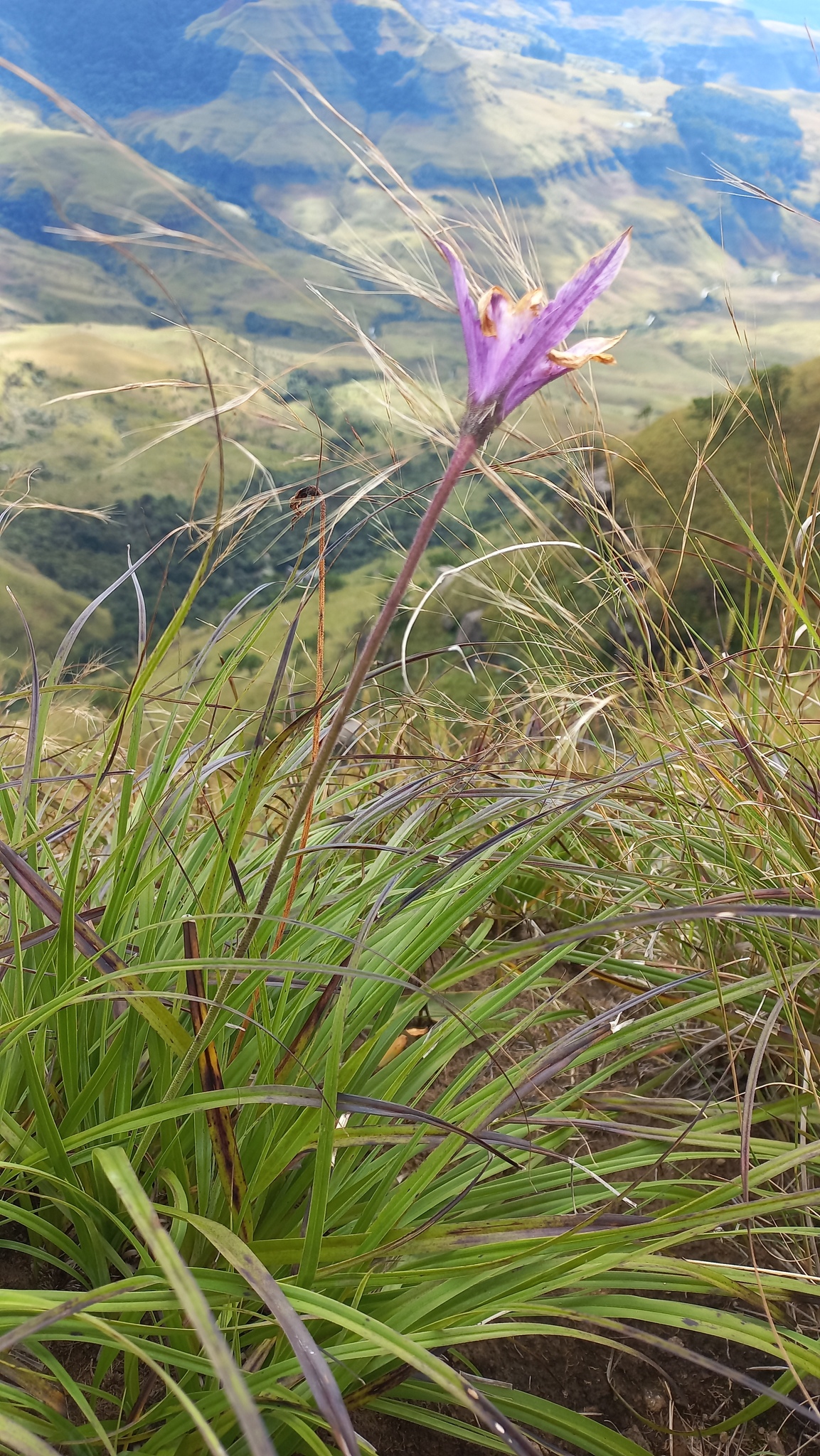 Imagem de Flor-da-ressurreição