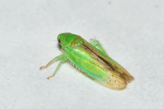 Ponana